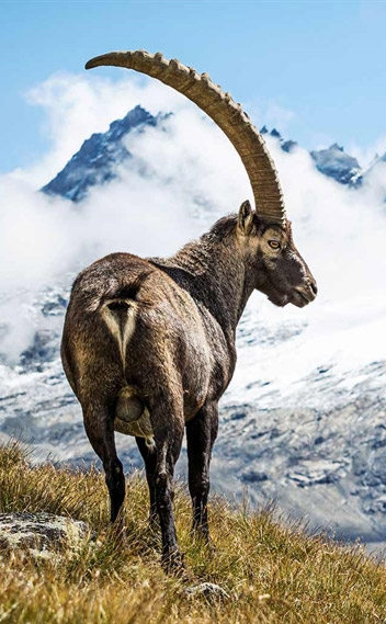 ibex-tall Extreme Sports Bike